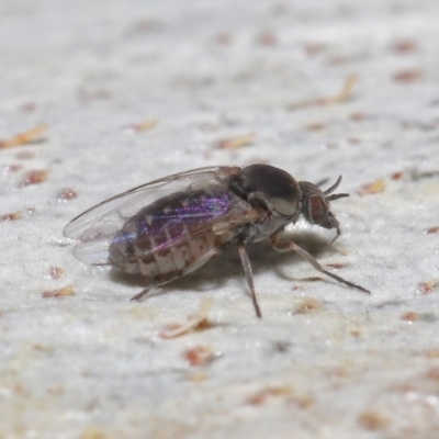 Ceratopogonidae (family) (Biting Midge) at Acton, ACT - 10 Jun 2021 by TimL