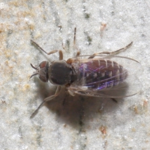 Ceratopogonidae (family) at Acton, ACT - 10 Jun 2021