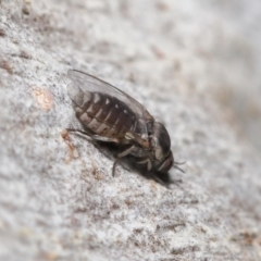 Ceratopogonidae (family) at Acton, ACT - 10 Jun 2021