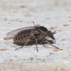 Ceratopogonidae (family) at Acton, ACT - 10 Jun 2021