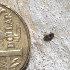 Ceratopogonidae (family) at Acton, ACT - 10 Jun 2021