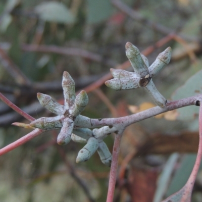Eucalyptus nortonii (Mealy Bundy) at Conder, ACT - 30 Mar 2021 by michaelb