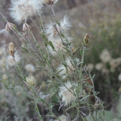 Vittadinia cuneata var. cuneata (Fuzzy New Holland Daisy) at Conder, ACT - 30 Mar 2021 by michaelb