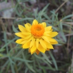 Xerochrysum viscosum (Sticky Everlasting) at Rob Roy Range - 30 Mar 2021 by michaelb