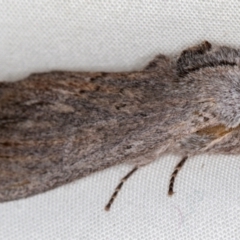 Destolmia lineata (Streaked Notodontid Moth) at Melba, ACT - 19 Oct 2020 by Bron