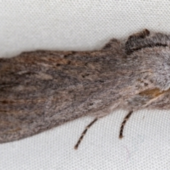Destolmia lineata (Streaked Notodontid Moth) at Melba, ACT - 18 Oct 2020 by Bron