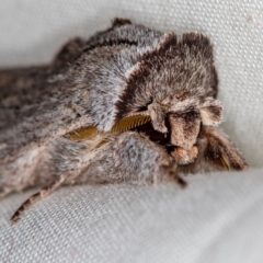 Destolmia lineata at Melba, ACT - 19 Oct 2020 01:41 AM