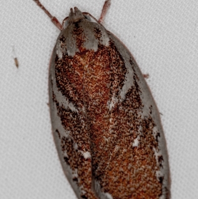 Euchaetis rhizobola (A Concealer moth (Wingia group)) at Melba, ACT - 19 Oct 2020 by Bron