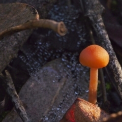 Unidentified Fungus at ANBG South Annex - 21 May 2021 by BarrieR