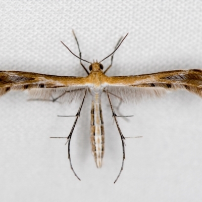 Megalorhipida leucodactyla (Spiderling Moth) at Melba, ACT - 18 Oct 2020 by Bron