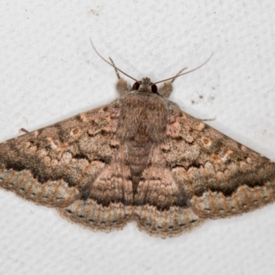 Eudesmeola lawsoni (Lawson's Night Moth) at Melba, ACT - 18 Oct 2020 by Bron