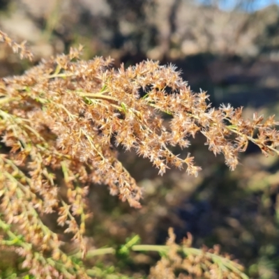 Cassinia sifton (Sifton Bush, Chinese Shrub) at Isaacs Ridge and Nearby - 6 Jun 2021 by Mike