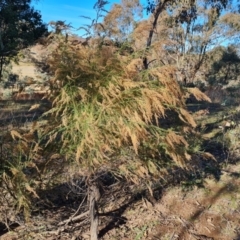 Cassinia sifton at Jerrabomberra, ACT - 6 Jun 2021 02:22 PM