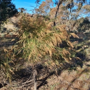 Cassinia sifton at Jerrabomberra, ACT - 6 Jun 2021 02:22 PM