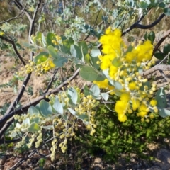 Acacia podalyriifolia (Queensland Silver Wattle) at Isaacs Ridge - 30 May 2021 by Mike