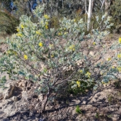 Acacia podalyriifolia at Isaacs, ACT - 30 May 2021 02:28 PM