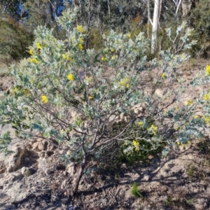 Acacia podalyriifolia at Isaacs, ACT - 30 May 2021