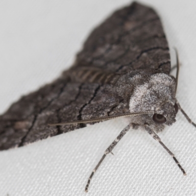 Dysbatus undescribed species (A Line-moth) at Melba, ACT - 18 Oct 2020 by Bron