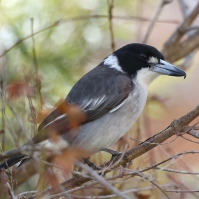 Cracticus torquatus (Grey Butcherbird) at Ainslie, ACT - 8 Jun 2021 by jb2602