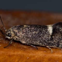 Leistomorpha brontoscopa (A concealer moth) at Melba, ACT - 16 Oct 2020 by Bron