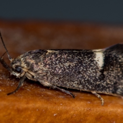 Leistomorpha brontoscopa (A concealer moth) at Melba, ACT - 16 Oct 2020 by Bron