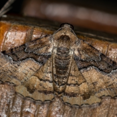 Aporoctena undescribed species (A Geometrid moth) at Melba, ACT - 15 Oct 2020 by Bron