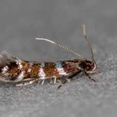 Stagmatophora argyrostrepta at Melba, ACT - 15 Oct 2020