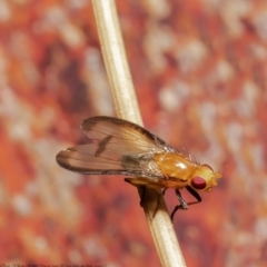 Pentachaeta sp. (genus) (Heteromyzid fly) at Black Mountain - 11 Jun 2021 by Roger