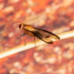 Pentachaeta sp. (genus) at Downer, ACT - 11 Jun 2021