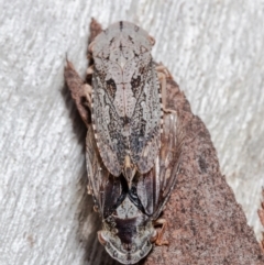 Stenocotis depressa (Leafhopper) at Downer, ACT - 11 Jun 2021 by Roger