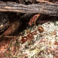 Aphaenogaster longiceps (Funnel ant) at Downer, ACT - 11 Jun 2021 by Roger