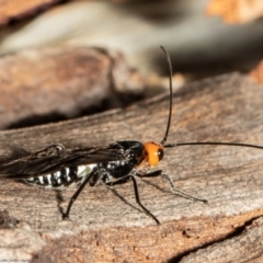 Callibracon capitator (White Flank Black Braconid Wasp) at Downer, ACT - 11 Jun 2021 by Roger