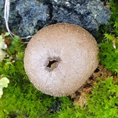 Bovista (A puffball) at Cook, ACT - 11 Jun 2021 by drakes