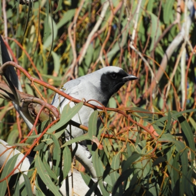 Coracina novaehollandiae (Black-faced Cuckooshrike) at Kambah, ACT - 6 Jun 2021 by MatthewFrawley