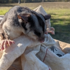 Petaurus norfolcensis (Squirrel Glider) at Baranduda, VIC - 11 Jun 2021 by DMeco