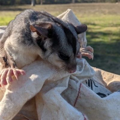 Petaurus norfolcensis (Squirrel Glider) at Wodonga - 11 Jun 2021 by DMeco