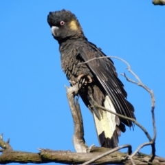 Zanda funerea (Yellow-tailed Black-Cockatoo) at Symonston, ACT - 10 Jun 2021 by CallumBraeRuralProperty