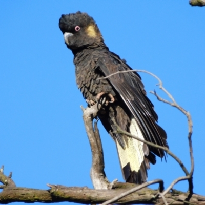 Zanda funerea (Yellow-tailed Black-Cockatoo) at Symonston, ACT - 9 Jun 2021 by CallumBraeRuralProperty