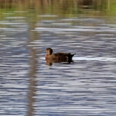 Anas castanea (Chestnut Teal) at Fyshwick Sewerage Treatment Plant - 11 Jun 2021 by RodDeb