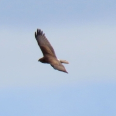 Circus approximans (Swamp Harrier) at Jerrabomberra Wetlands - 11 Jun 2021 by RodDeb