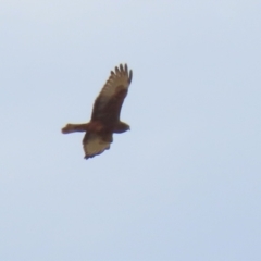 Circus approximans at Fyshwick, ACT - 11 Jun 2021