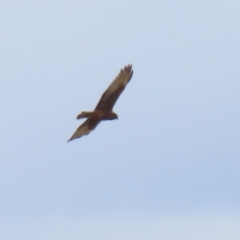 Circus approximans at Fyshwick, ACT - 11 Jun 2021 12:33 PM