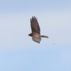 Circus approximans at Fyshwick, ACT - 11 Jun 2021