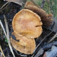 zz agaric (stem; gills not white/cream) at Cook, ACT - 14 May 2021 by drakes