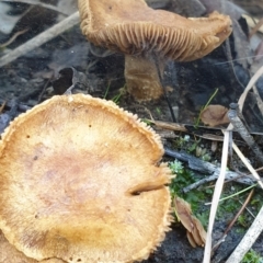 zz agaric (stem; gills not white/cream) at Cook, ACT - 14 May 2021