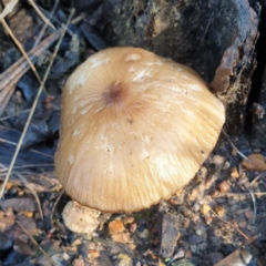 Gymnopilus sp. at Cook, ACT - 11 Jun 2021 by drakes