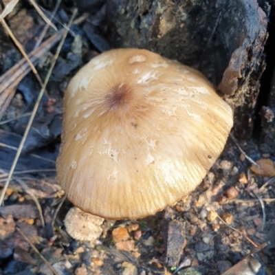 Unidentified Cap on a stem; gills below cap [mushrooms or mushroom-like] at Cook, ACT - 11 Jun 2021 by drakes