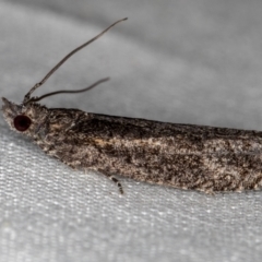 Spilonota-group (A Tortricid moth) at Melba, ACT - 15 Oct 2020 by Bron