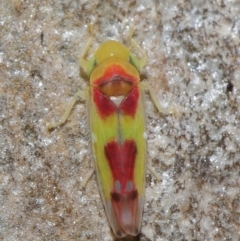 Kahaono wallacei (Leafhopper) at Acton, ACT - 11 Jun 2021 by TimL