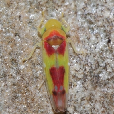 Kahaono wallacei (Leafhopper) at Acton, ACT - 11 Jun 2021 by TimL